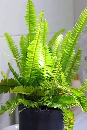 Fougère de Boston (Nephrolepis exaltata)