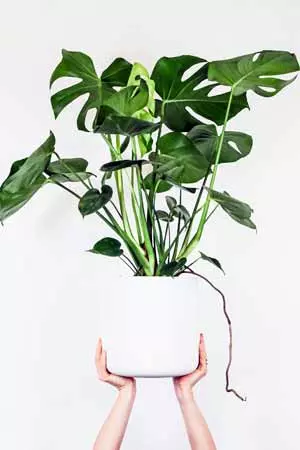 La Monstera