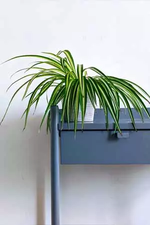 Plante araignée (Chlorophytum comosum)