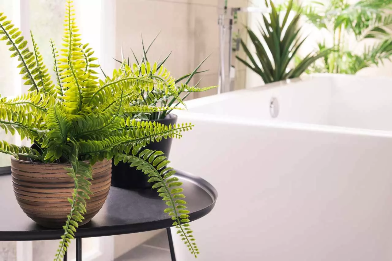 Plantes pour salle de bain